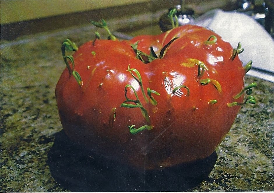 Viviparitic-Tomato