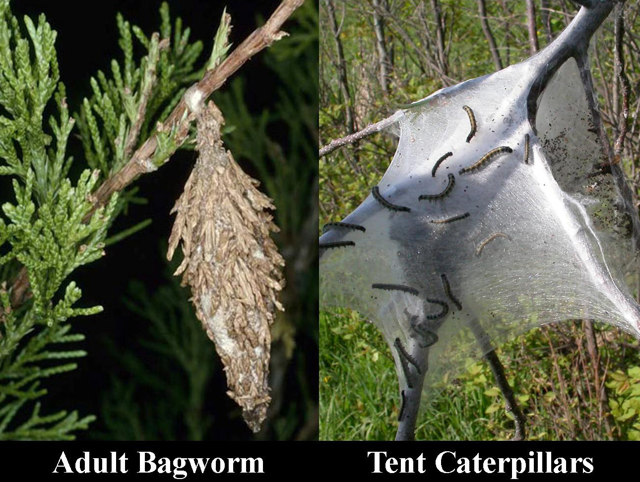 Bagworms and tent caterpillars