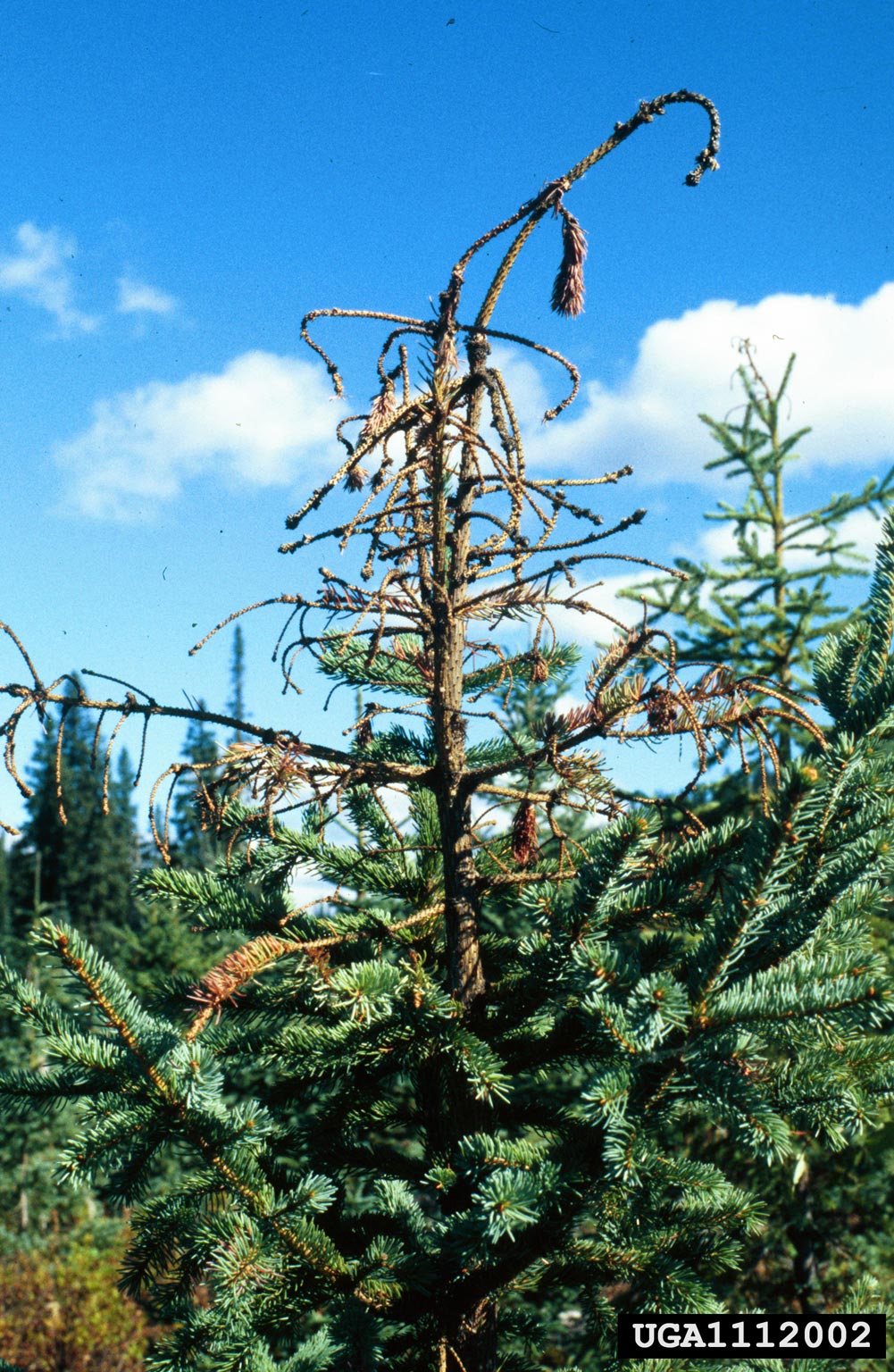 Pine Weevil Damage