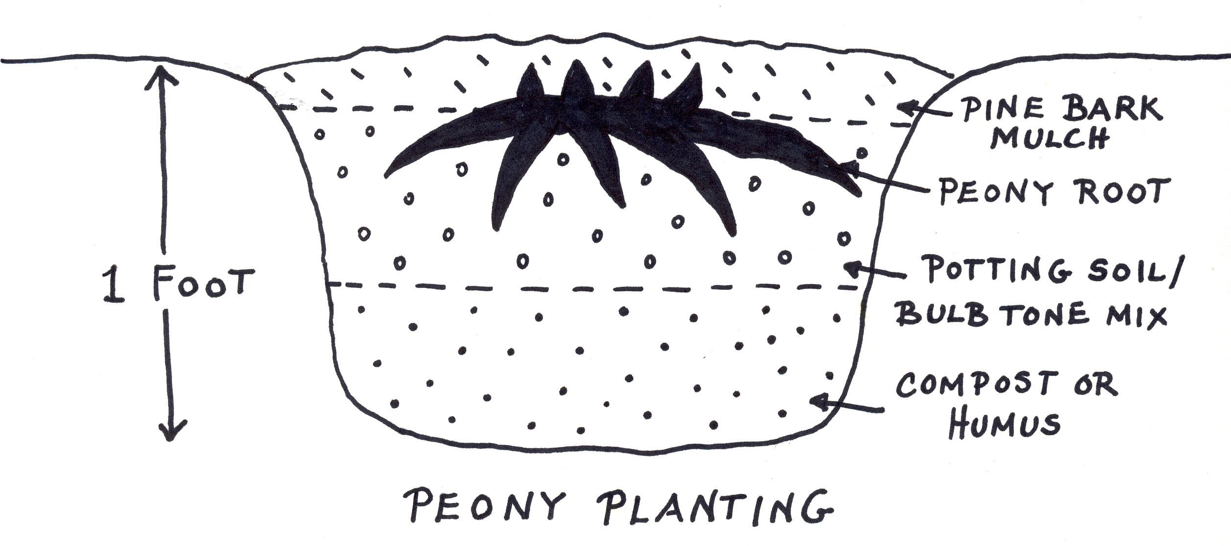 Peony-Planting